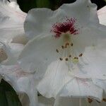 Rhododendron morii Blüte