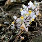 Polystachya saccata Flor