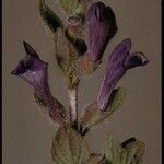 Scutellaria tuberosa Flower