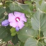 Hibiscus sinosyriacus ഇല