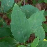 Impatiens noli-tangere Leaf