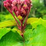 Clerodendrum bungeiFrucht