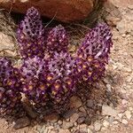Cistanche violacea Flower