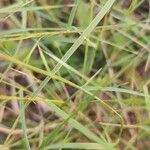 Aristida adscensionis Leaf