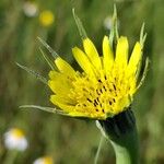 Tragopogon dubius Flor
