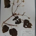 Clematis connata Otro
