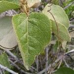 Croton flavens Leaf