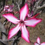 Adenium multiflorum Цвят