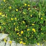 Euryops chrysanthemoides Fiore