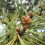 Pinus nigra Outro