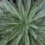 Echium asperrimum Leaf