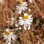 Schizanthus tricolor Flor