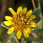 Borrichia frutescens Flor