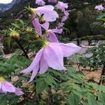 Dahlia imperialis Flor