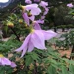 Dahlia imperialis Квітка