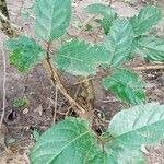 Ficus sur Hoja