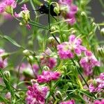 Gypsophila muralis 花