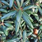 Rhododendron degronianum Blatt