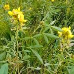 Crotalaria micans Blad