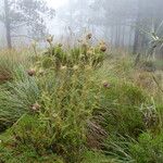 Cirsium jorullense Агульны выгляд