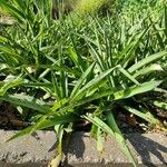 Agave maculata Habit