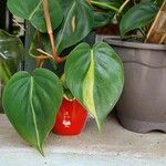 Philodendron cordatum Yaprak