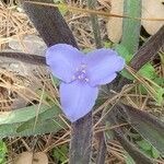 Tradescantia reverchonii Flower