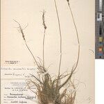 Eriocaulon ramocaulon Sonstige
