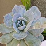 Echeveria laui Hoja