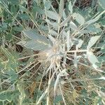 Astragalus macrocarpus Leaf