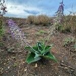 Ledebouria revoluta Хабит