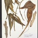 Catasetum gnomus
