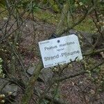 Prunus maritima Други