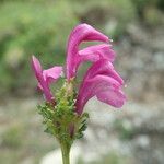 Pedicularis pyrenaica Fleur