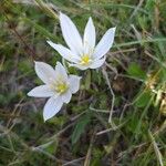 Ornithogalum gussonei Цвят