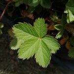 Potentilla thurberi ഇല