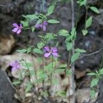 Clarkia rhomboidea Habitus