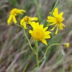 Senecio inaequidensCvet