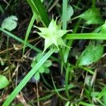 Carex intumescens Blodyn
