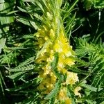 Pedicularis foliosa Çiçek