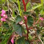 Begonia fischeri Агульны выгляд