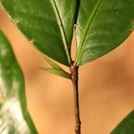 Tetraberlinia bifoliolata Blatt