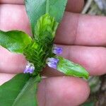 Justicia refractifolia Otro