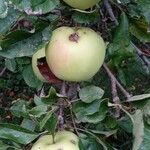 Malus sylvestris Fruit