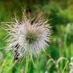 Pulsatilla alpinaFrucht