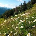 Leucanthemum heterophyllum Žiedas