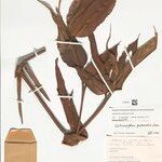 Ischnosiphon puberulus Hoja
