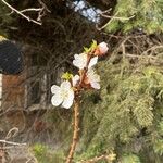 Prunus armeniaca Flower