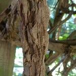 Aristolochia grandiflora Bark