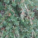 Leptospermum rupestre